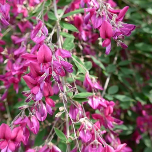 Magenta-purple flowers and purlpe buds, white stems and green leaves.