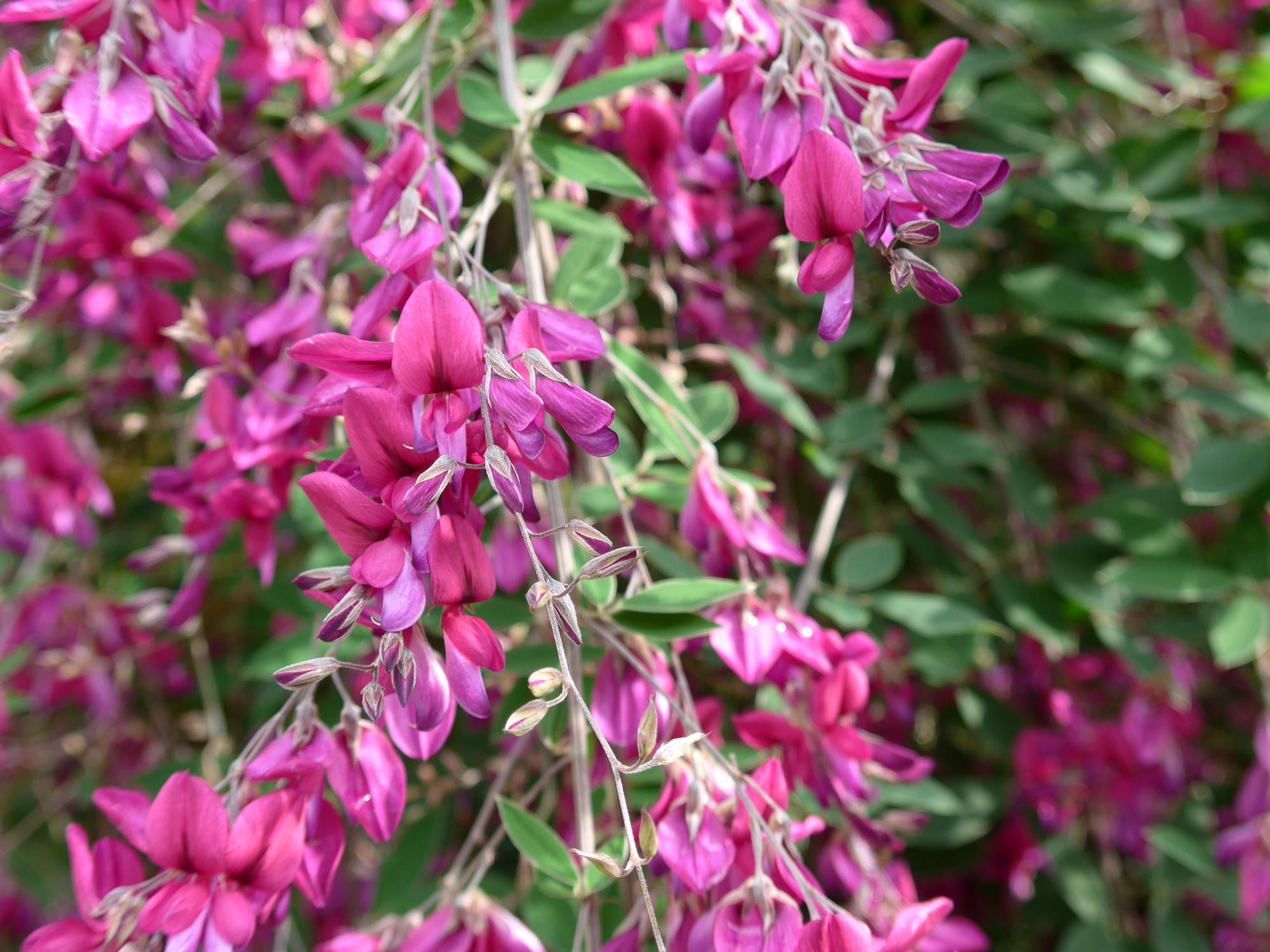 Magenta-purple flowers and purlpe buds, white stems and green leaves.