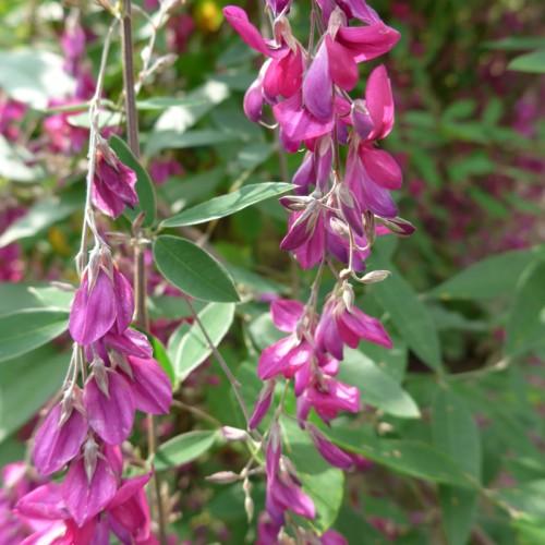 Magenta-purple flowers and purlpe buds, white stems and green leaves.