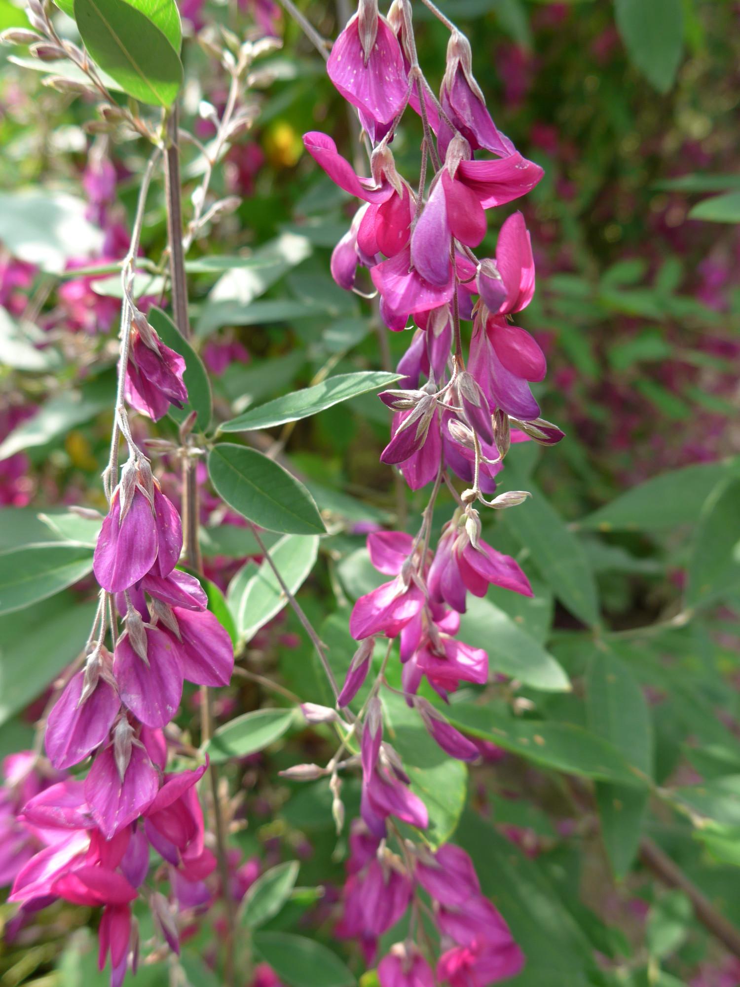 Magenta-purple flowers and purlpe buds, white stems and green leaves.