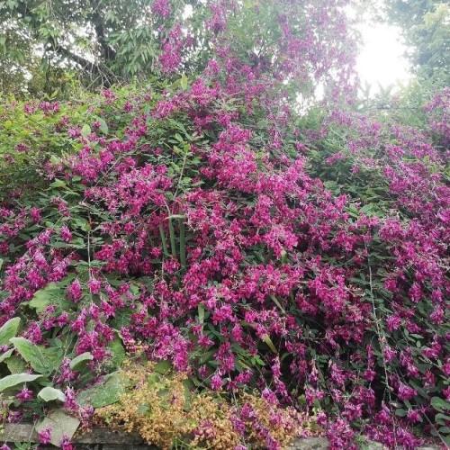 Magenta flowers with green leaves and white stems