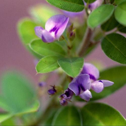 purple, pea-shaped, small flowers with dark-purple tints, and smooth, pale-green, small leaves with red-green stem