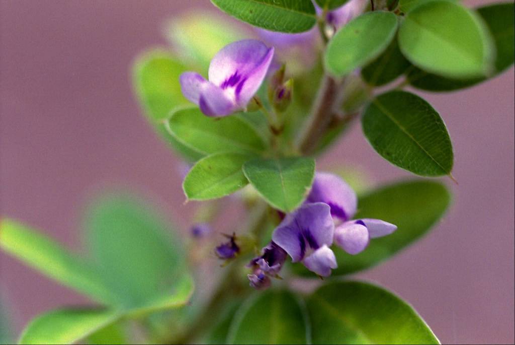 purple, pea-shaped, small flowers with dark-purple tints, and smooth, pale-green, small leaves with red-green stem