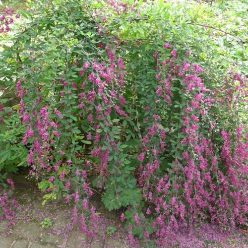 Magenta flowers with white stems green leaves and branches