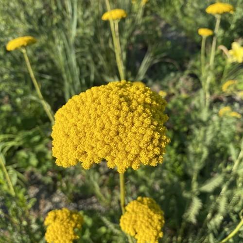 Clusters of small yellow flowers with green leaves on green stems.