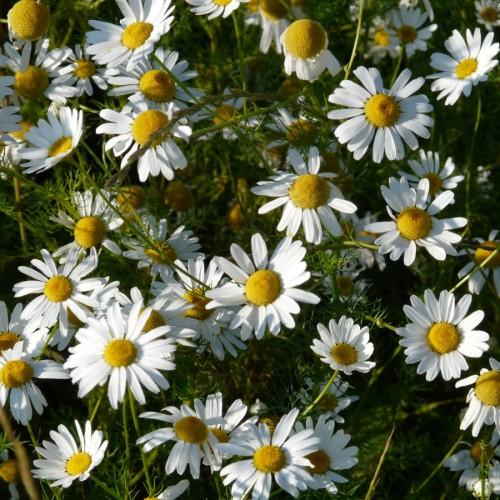 White flowers with yellow center, green leaves, stems, stipules.
