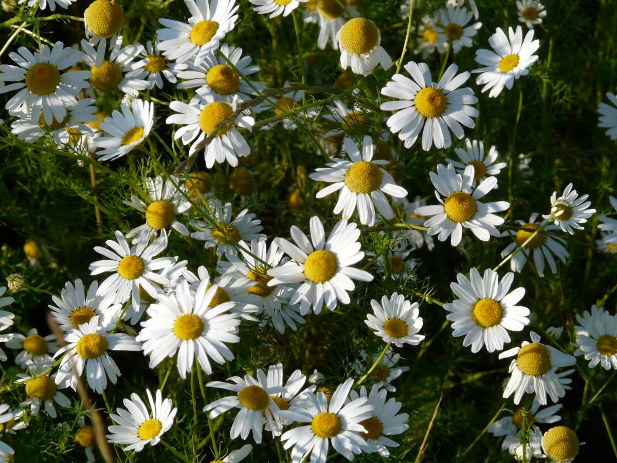 White flowers with yellow center, green leaves, stems, stipules.