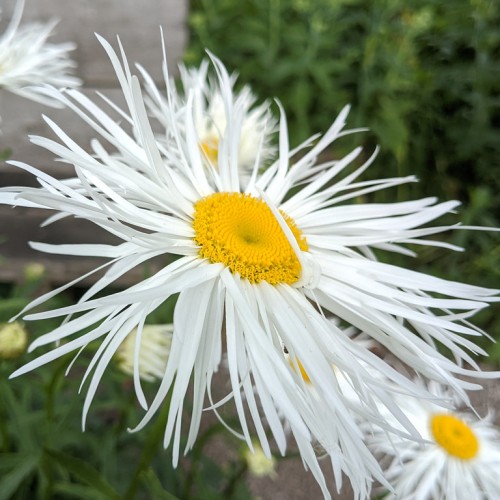 White flower with yellow center, off-white buds, green sepals, stems and leaves.