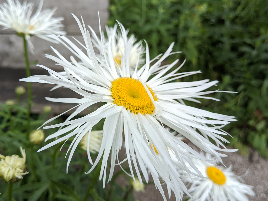smooth, white with skinny petals, prominent yellow stamens, and smooth, green stem