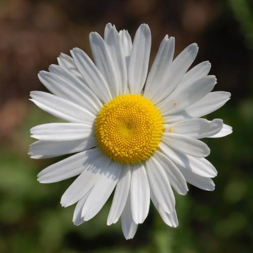 White flower with yellow center.
