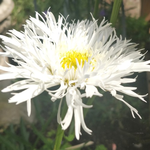 White flower with yellow center and green stems.