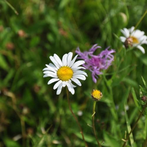 White flower with yellow center. yellow bud, lime petiole, green-brown stems.