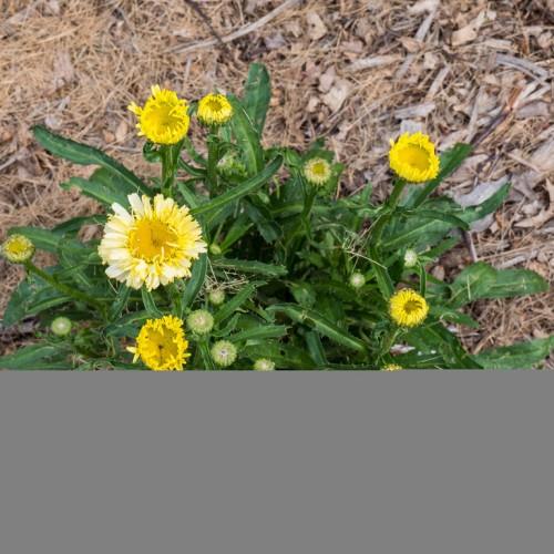 Yellow flowers with yellow midrib, green leaves and stems
