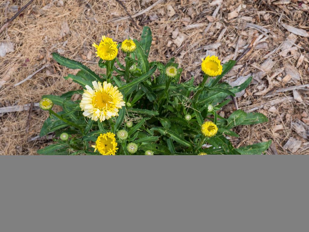 Yellow flowers with yellow midrib, green leaves and stems