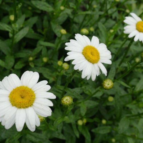 White flower with yellow center, lime-white buds, green leaves and stems.
