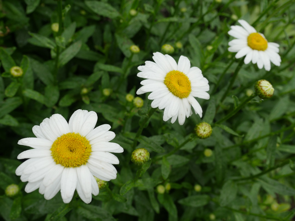 smooth, white, daisy-like flowers with prominent yellow stamens, slender, green, stems, and small, green, spear-like leaves