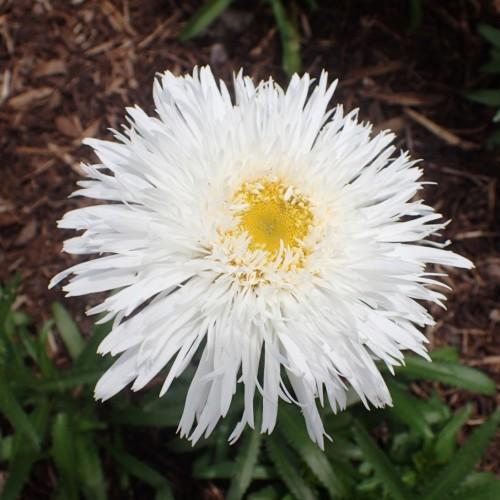 White flower with yellow center and dark-green leaves.