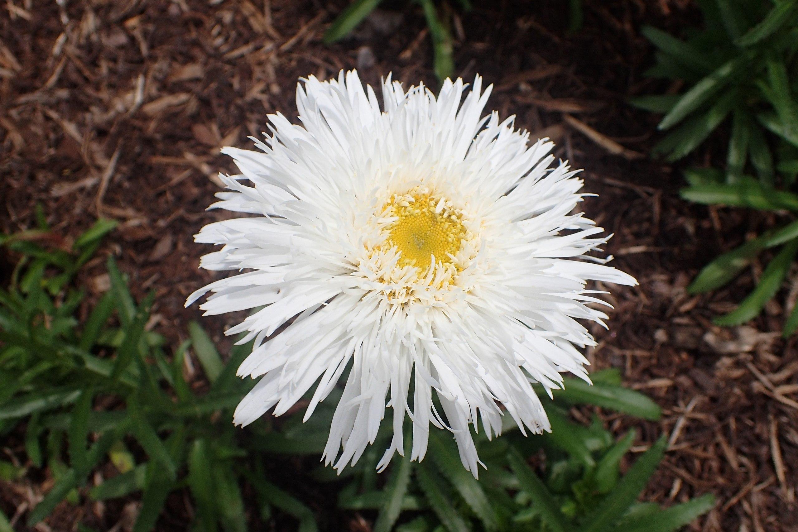 White flower with yellow center and dark-green leaves.