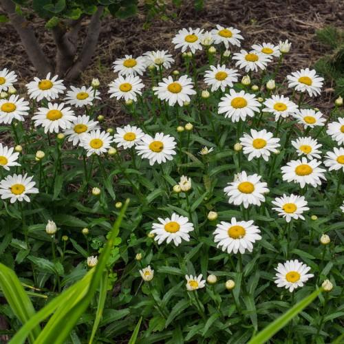 White flower with yellow center yellow-white buds, yellow midrib dark-green leaves and stems