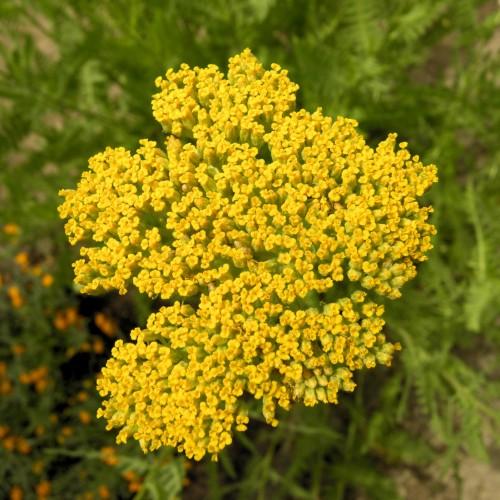 yellow flowers with green foliage and stems