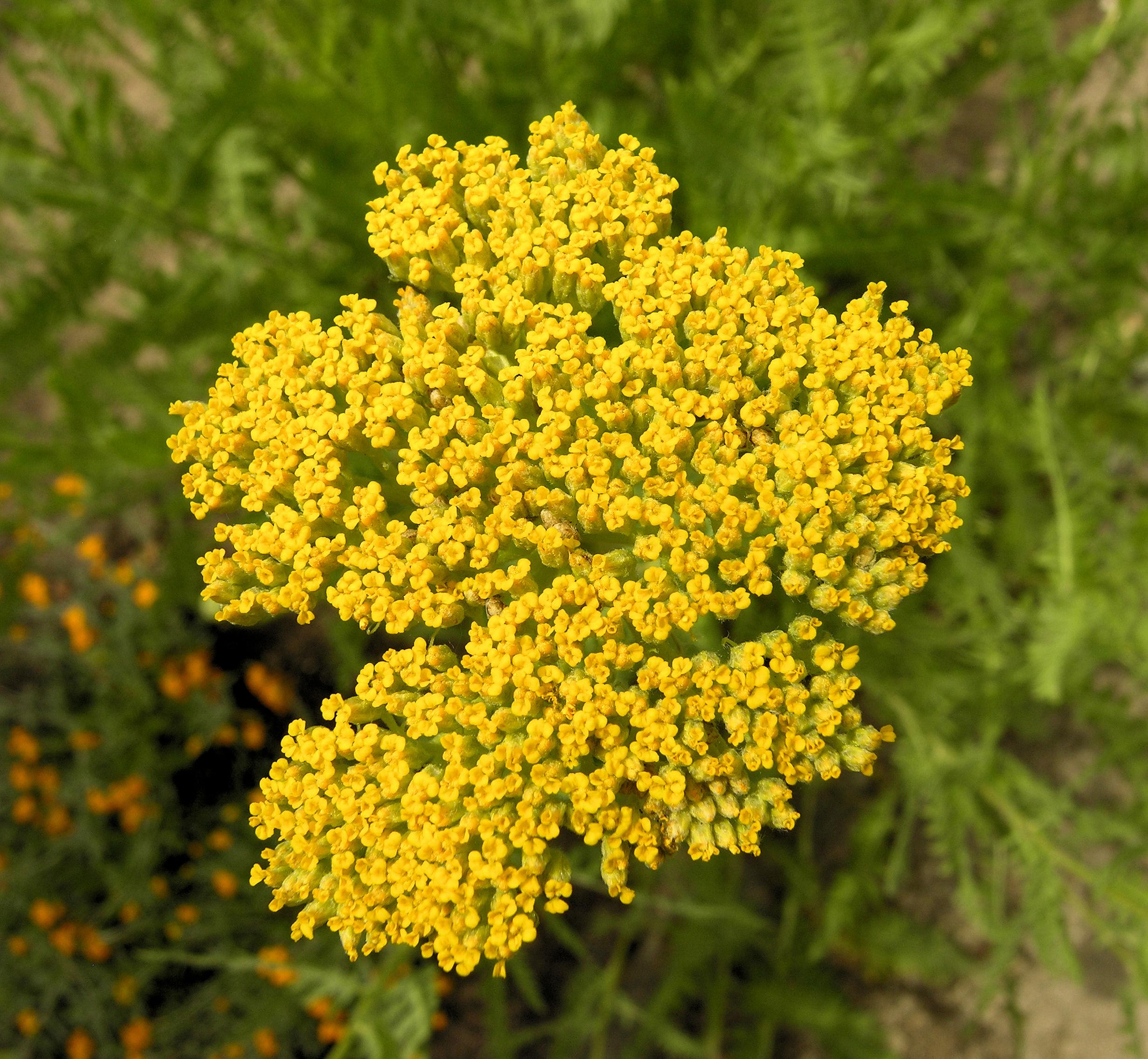 yellow flowers with green foliage and stems
