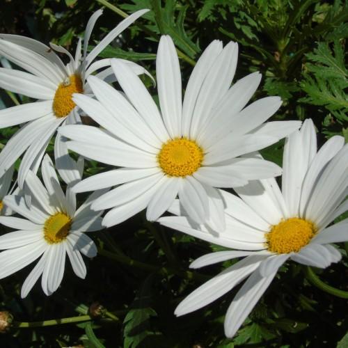White flowers with yellow center, dark-green leaves and stems.