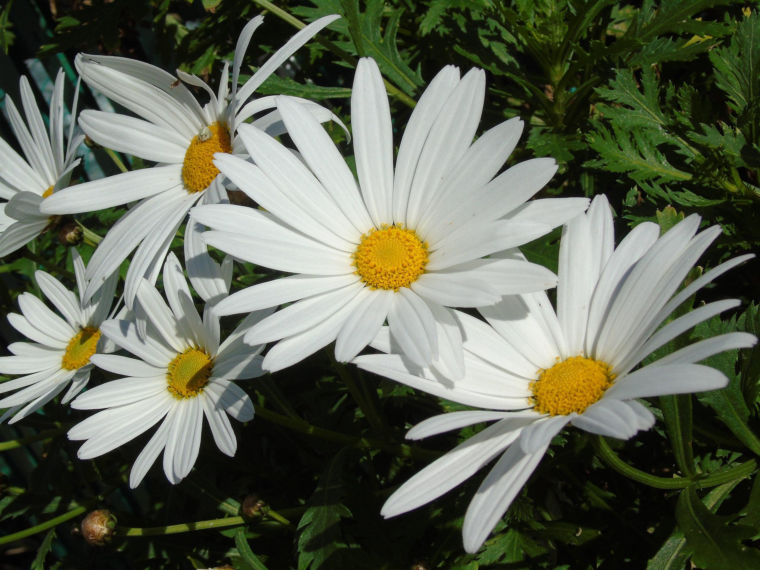 White flowers with yellow center, dark-green leaves and stems.