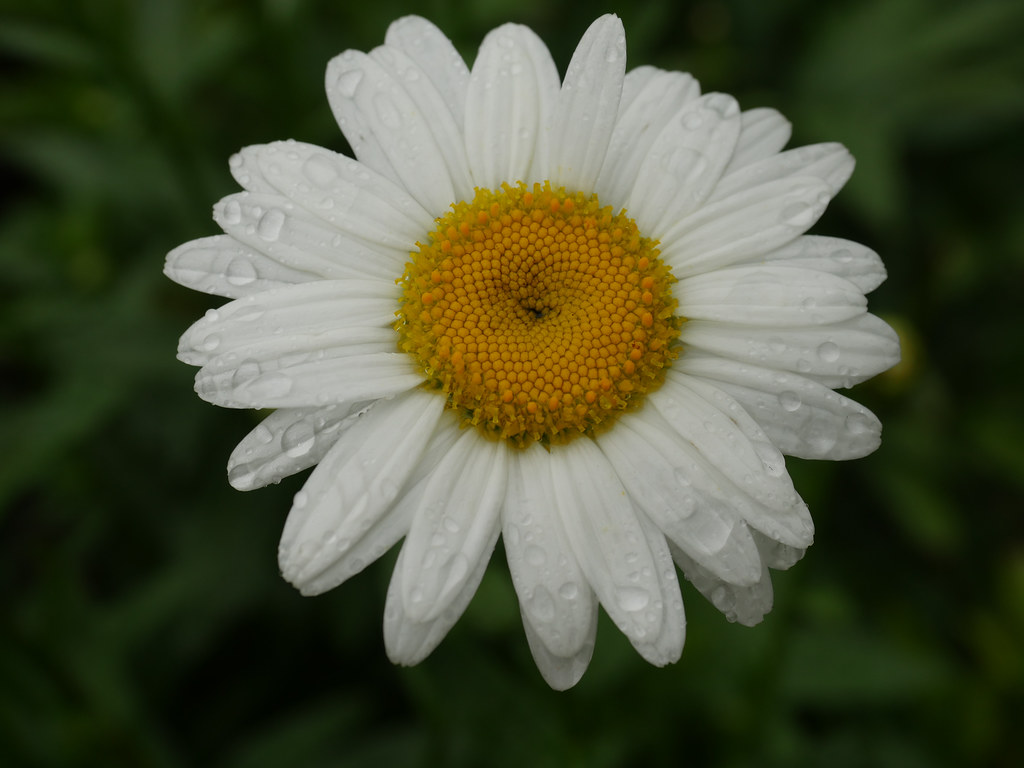 dewy, white, daisy-like flower with prominent yellow stamens