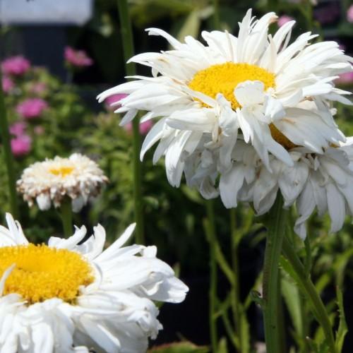 White flowers with yellow center, green leaves and stems.