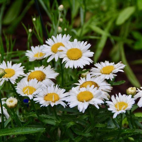 white, daisy-like flowers with prominent yellow stamens, green, slender stems, and shiny, spear-shaped, green leaves