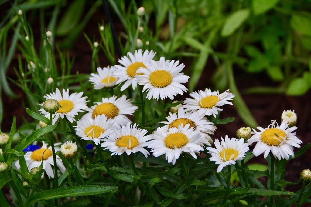 white, daisy-like flowers with prominent yellow stamens, green, slender stems, and shiny, spear-shaped, green leaves