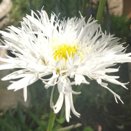 smooth, white, flower with prominent yellow stamens, and green stem
