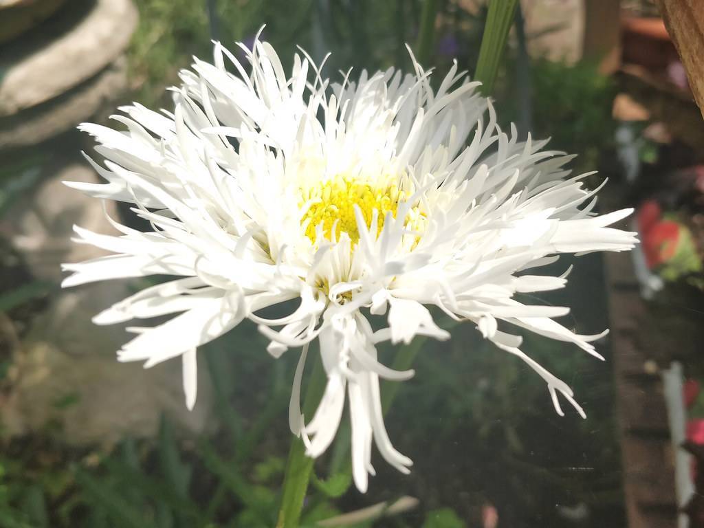 smooth, white, flower with prominent yellow stamens, and green stem