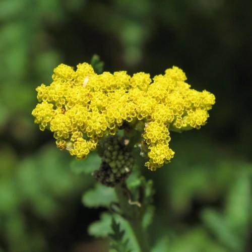Green stems, clusters of small yellow flowers, and green leaves