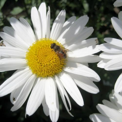 White flowers with yellow center and anthers.
