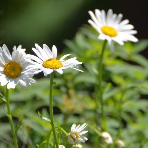 white, daisy-like flowers with prominent yellow stamens, light green, slender stems, and small, narrow, green leaves