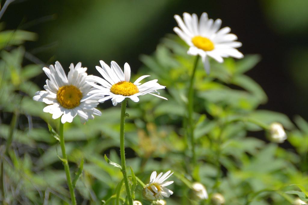 white, daisy-like flowers with prominent yellow stamens, light green, slender stems, and small, narrow, green leaves