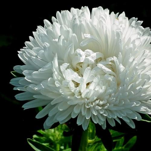 White flower with green leaves and stems.