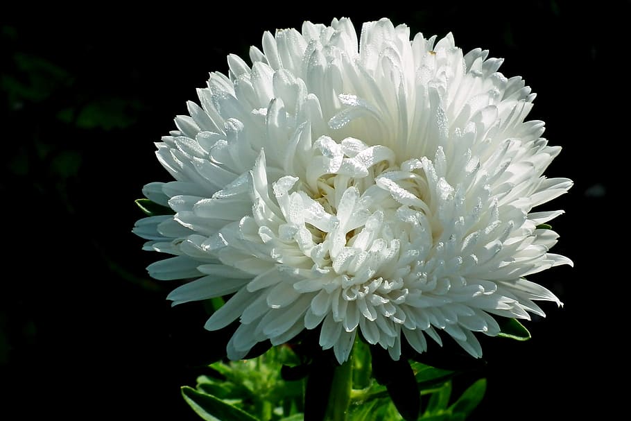 White flower with green leaves and stems.