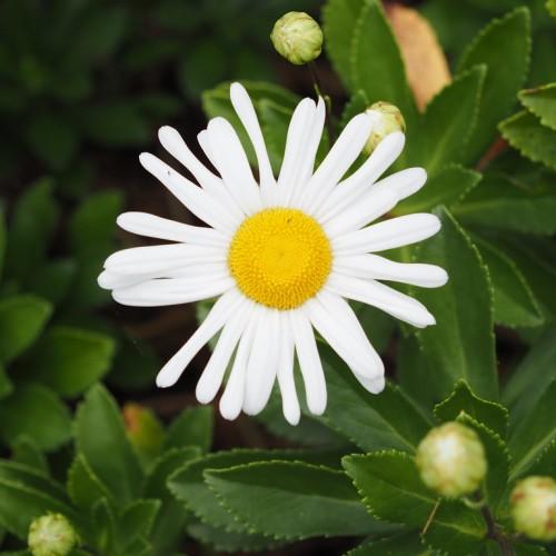 smooth, white, flower with prominent yellow stamens, and smooth, green, elliptic leaves