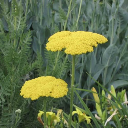 Clusters of small yellow flowers with green leaves on green stems.