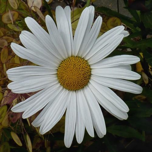 white flower with yellow center and lime-green leaves.
