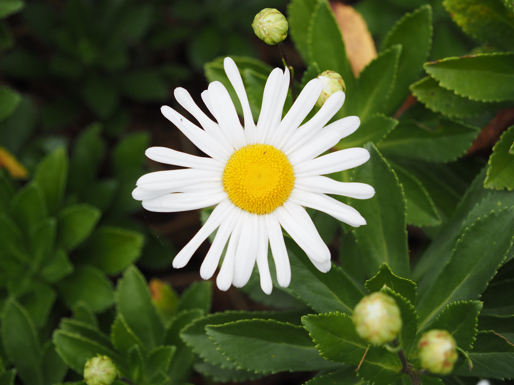 smooth, white, flower with prominent yellow stamens, and smooth, green, elliptic leaves