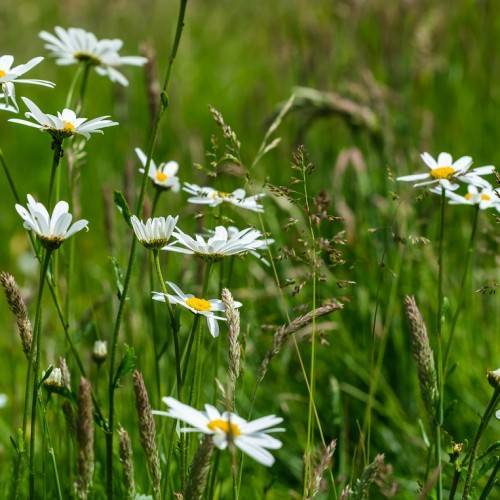 smooth, white flowers with yellow stamens, green, slender stems, and small, green leaves