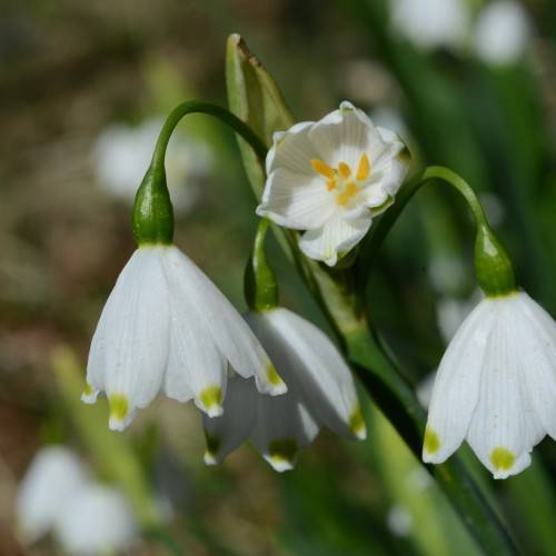 bell-shaped, white flowers with olive-green spots, yellow stamens, and smooth, green stems