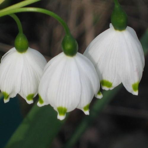 White-green flowers, green petiole and lime-green stems.