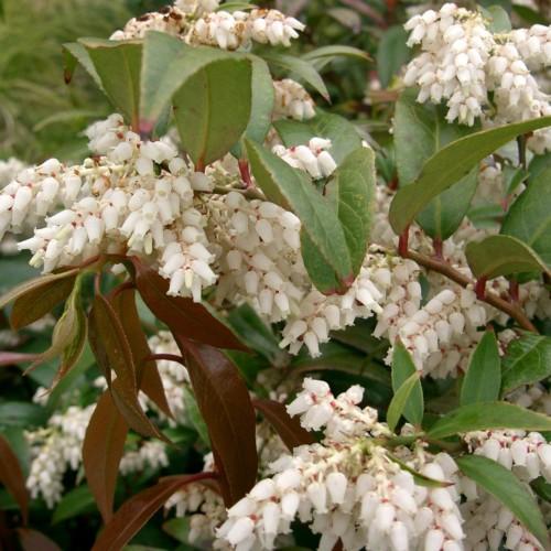 Off-white flower with maroon-white petiole, brown stems green-brown leaves, yellow midrib, veins and blades.
