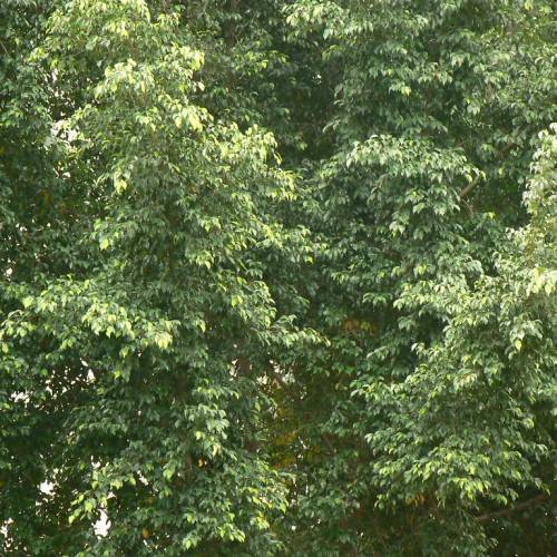green leaves with brown stem