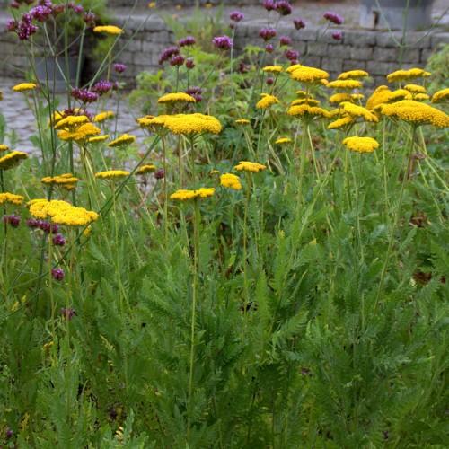 Tall green stems with clusters of yellow flowers and green leaves, growing along purple flowers.