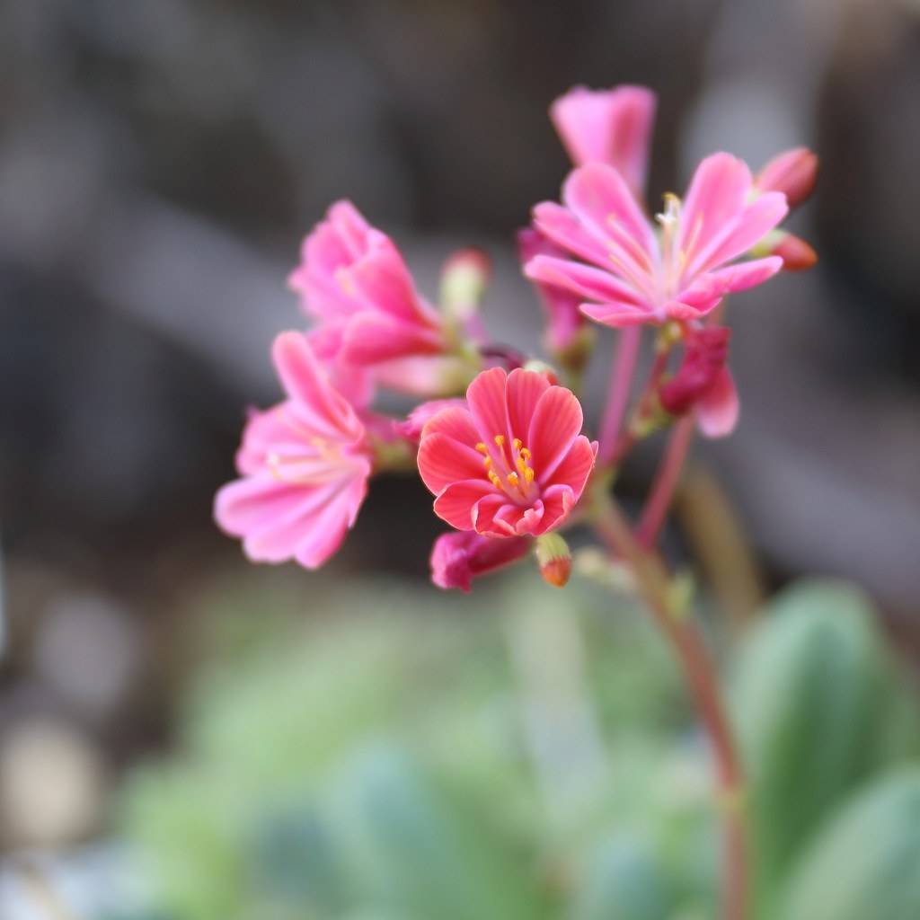 small, cup-shaped, pink flowers with orange stamens, and pink, delicate stems with green leaves